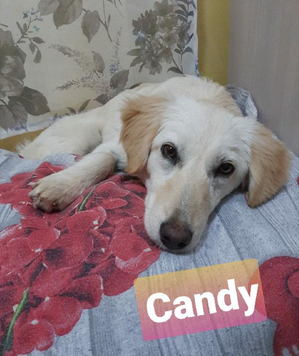 Candy Cucciola Simil Golden/Breton